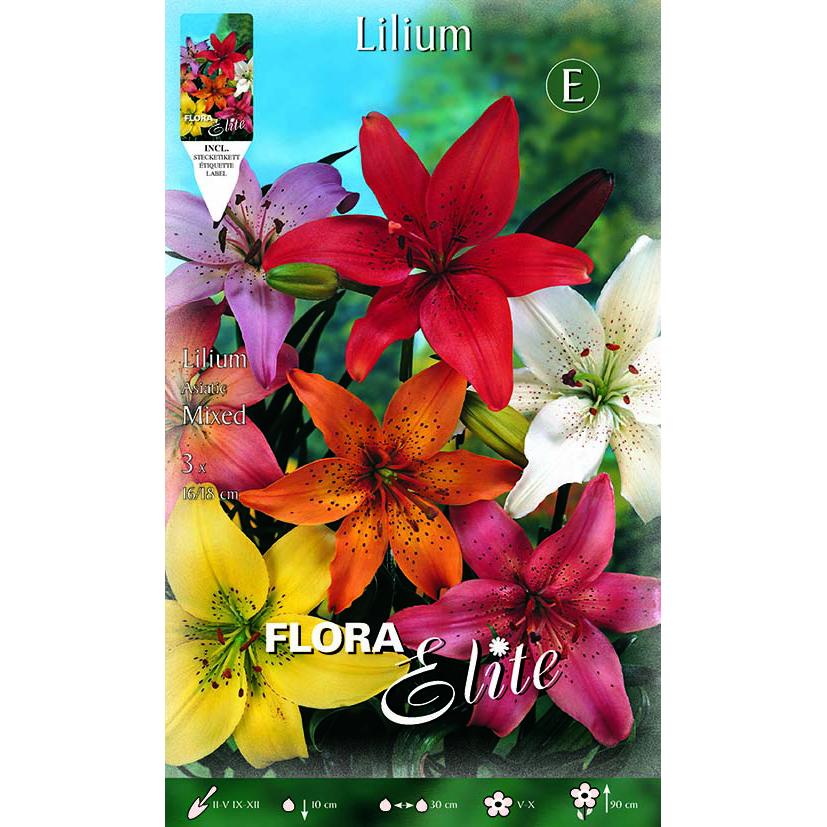 Lilium asiatic-Zwiebelmischung 2 Stück