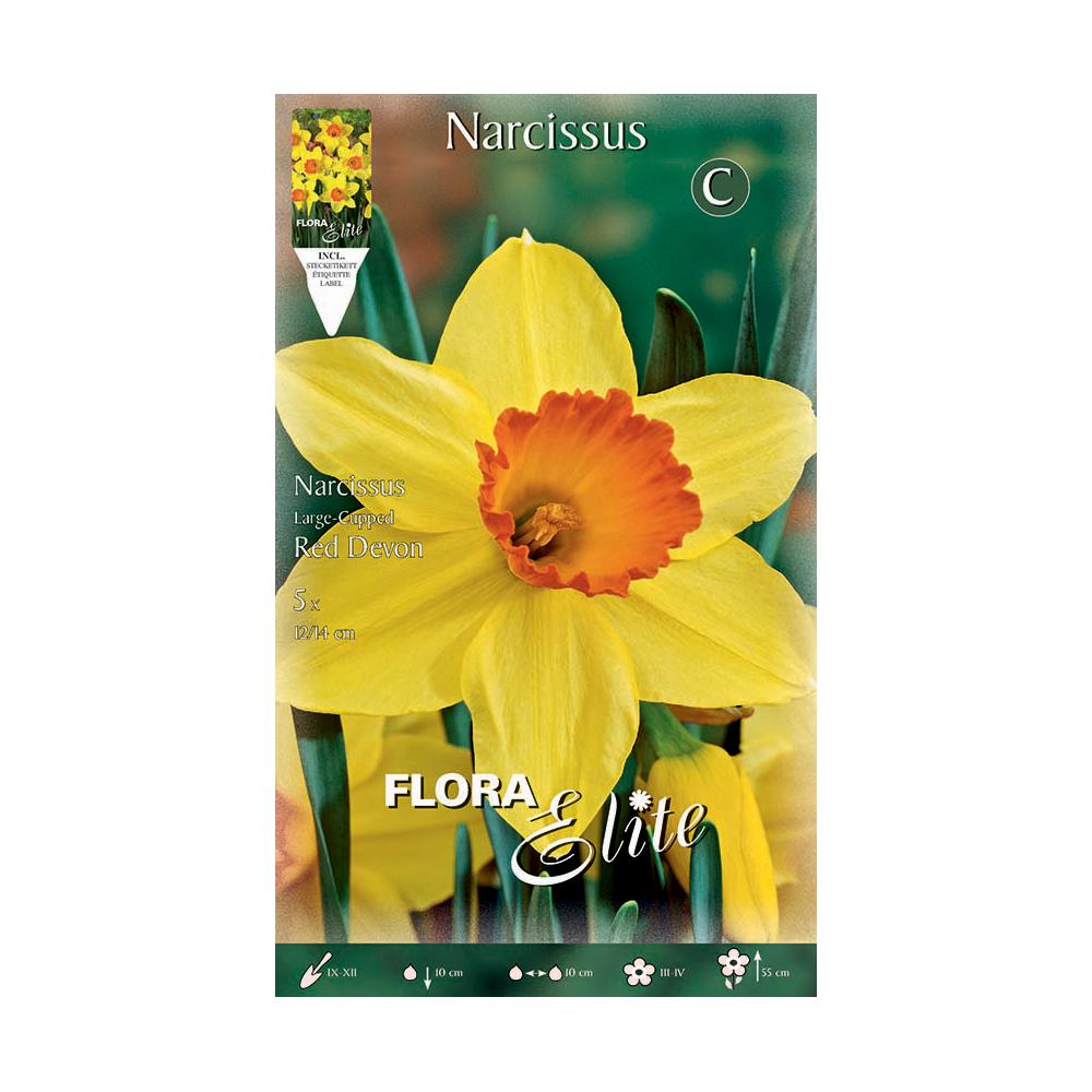 Bollen Trompetnarcis geeloranje 5 stuks