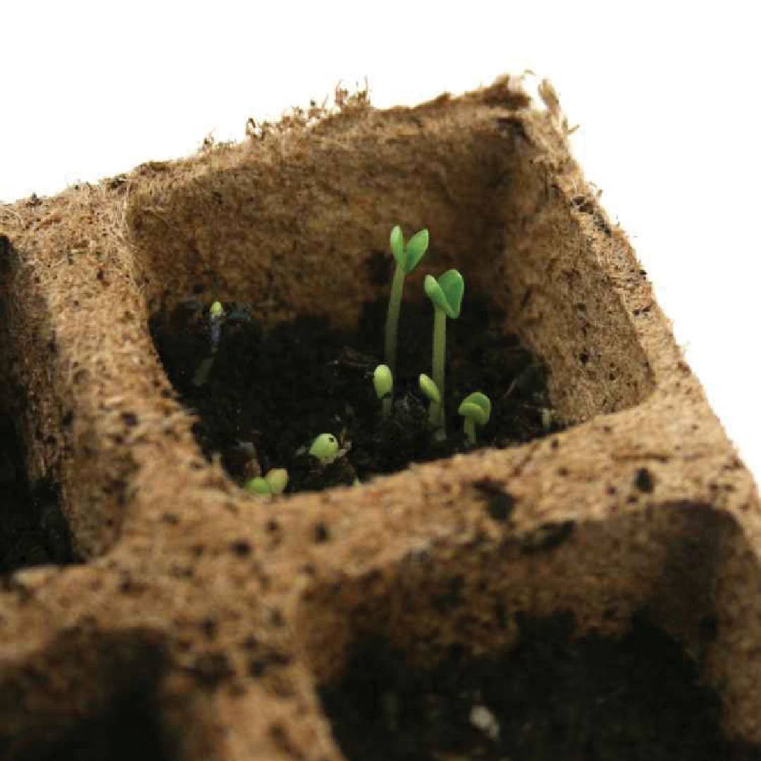 Packung quadratische Faserschale für Saatbeete Planeta Huerto 10 Stück