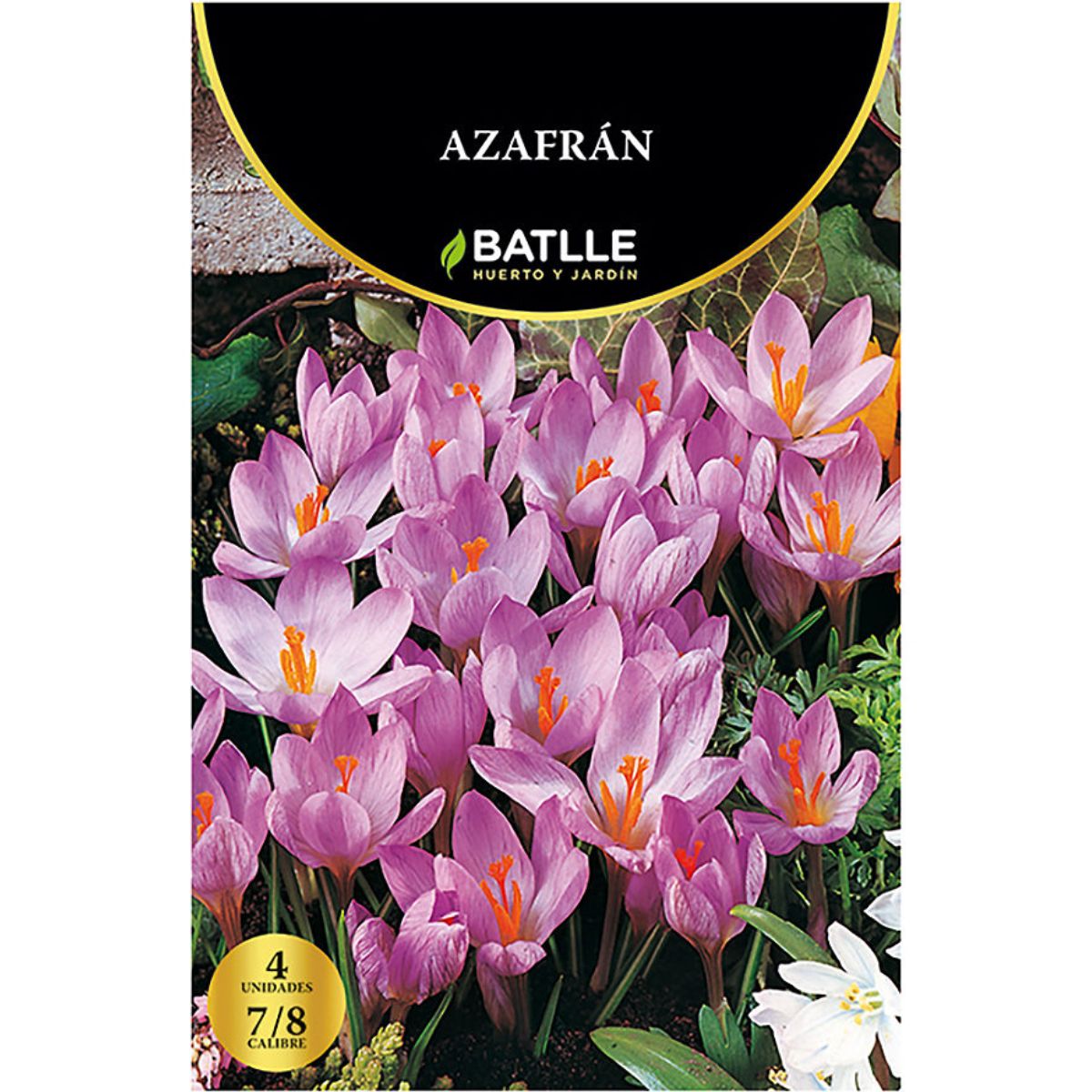Saffraanbollen 4 stuks