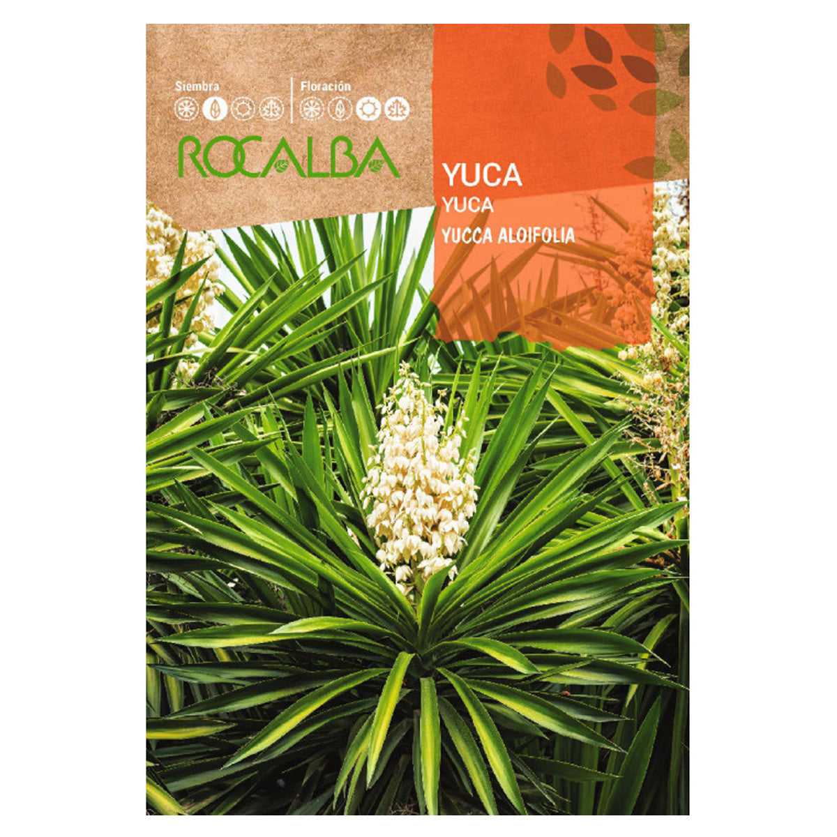 Cassava Seeds, Rocalba