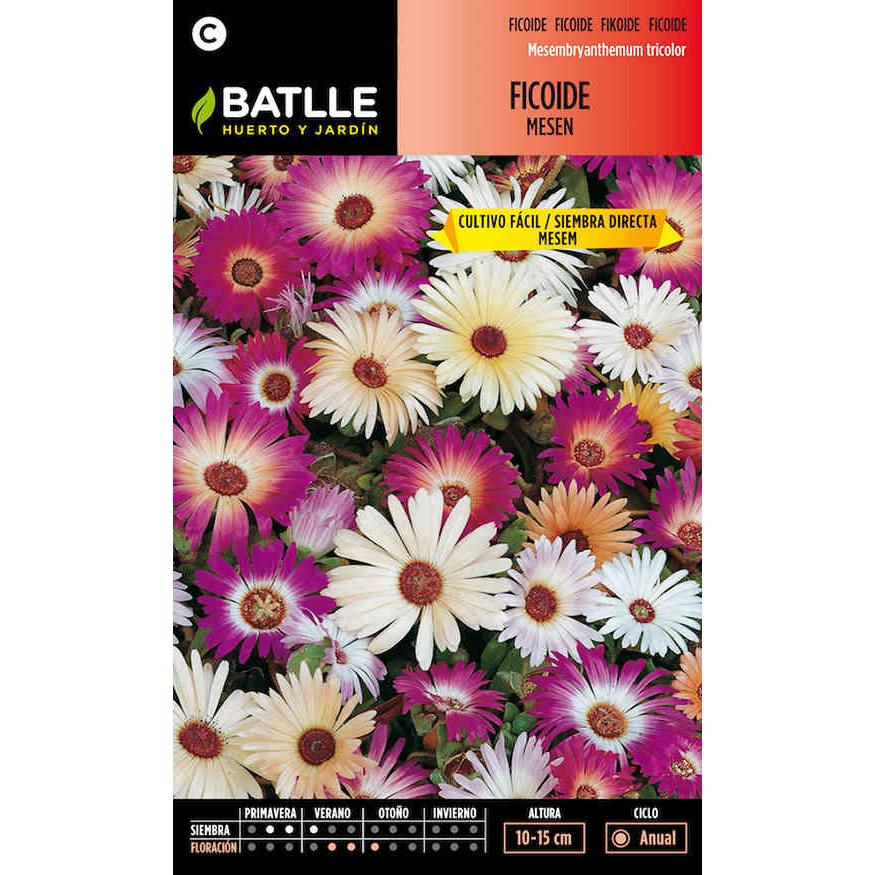 Semi di Ficoide Messen