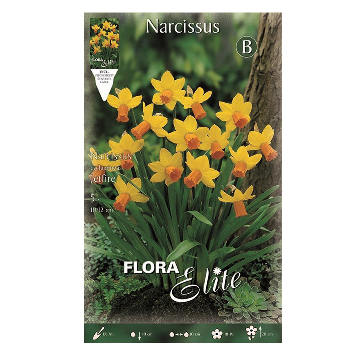 Zwiebeln Narzisse Jetfire gelb-orange 5 Stück