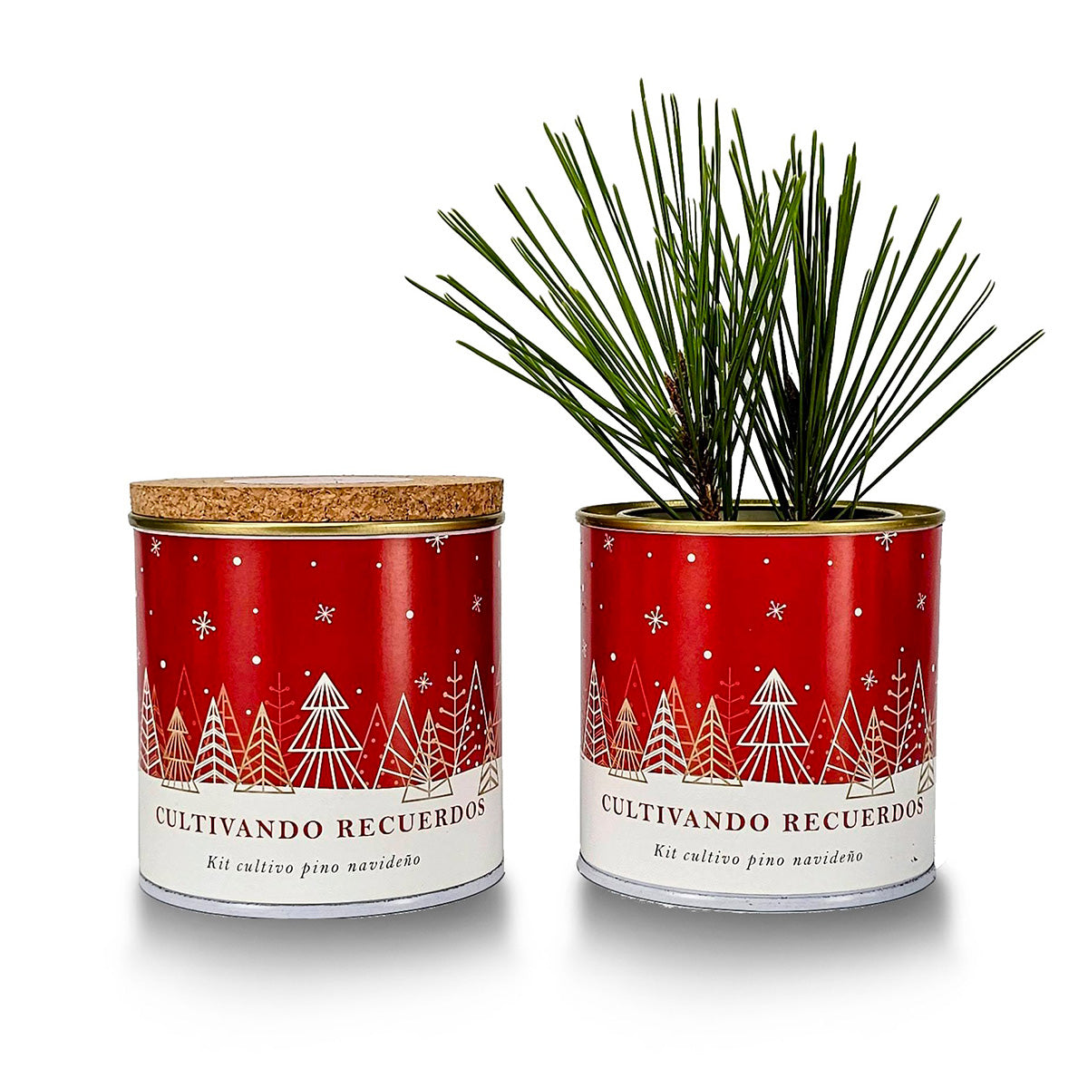 Anbauset „Pflanze deinen eigenen Weihnachtsbaum“, ideales Geschenk von Garden Pocket