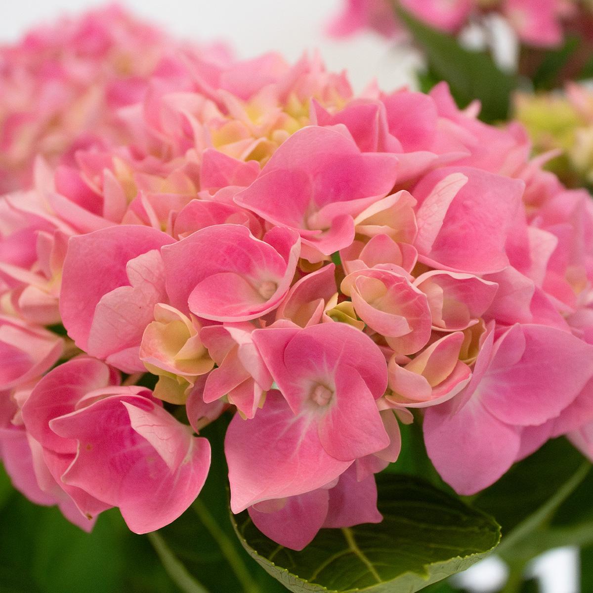 Hydrangea Pink 50-60 cm