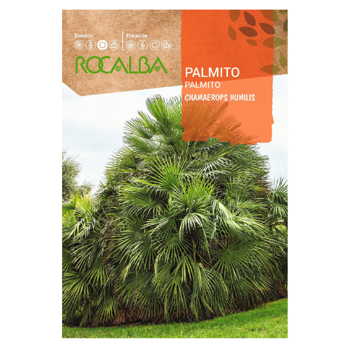 Palmito seeds, Rocalba