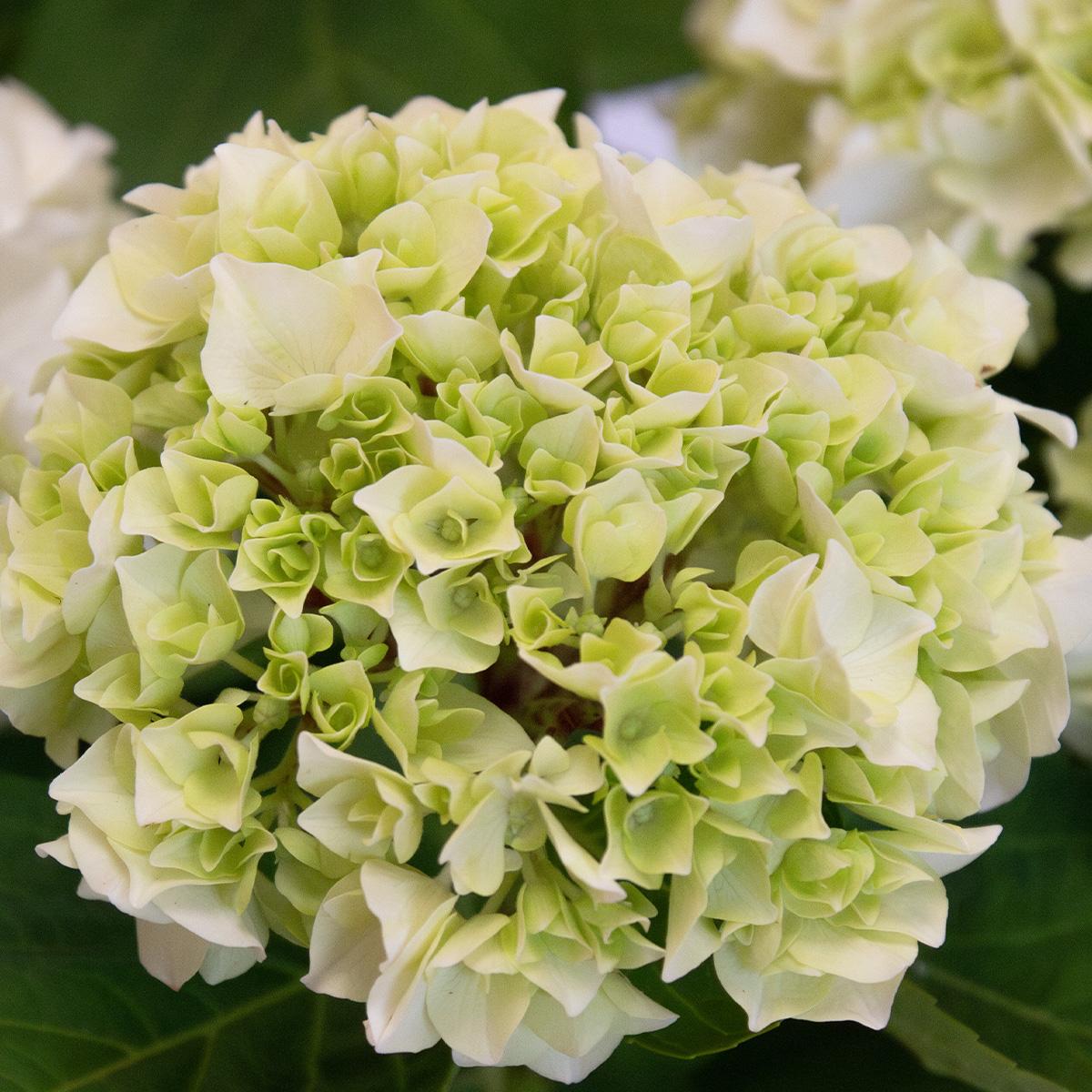 Vit hortensia 50-60 cm