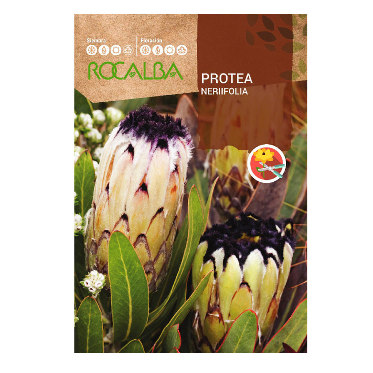 Samen von Protea Nerifolia, Rocalba