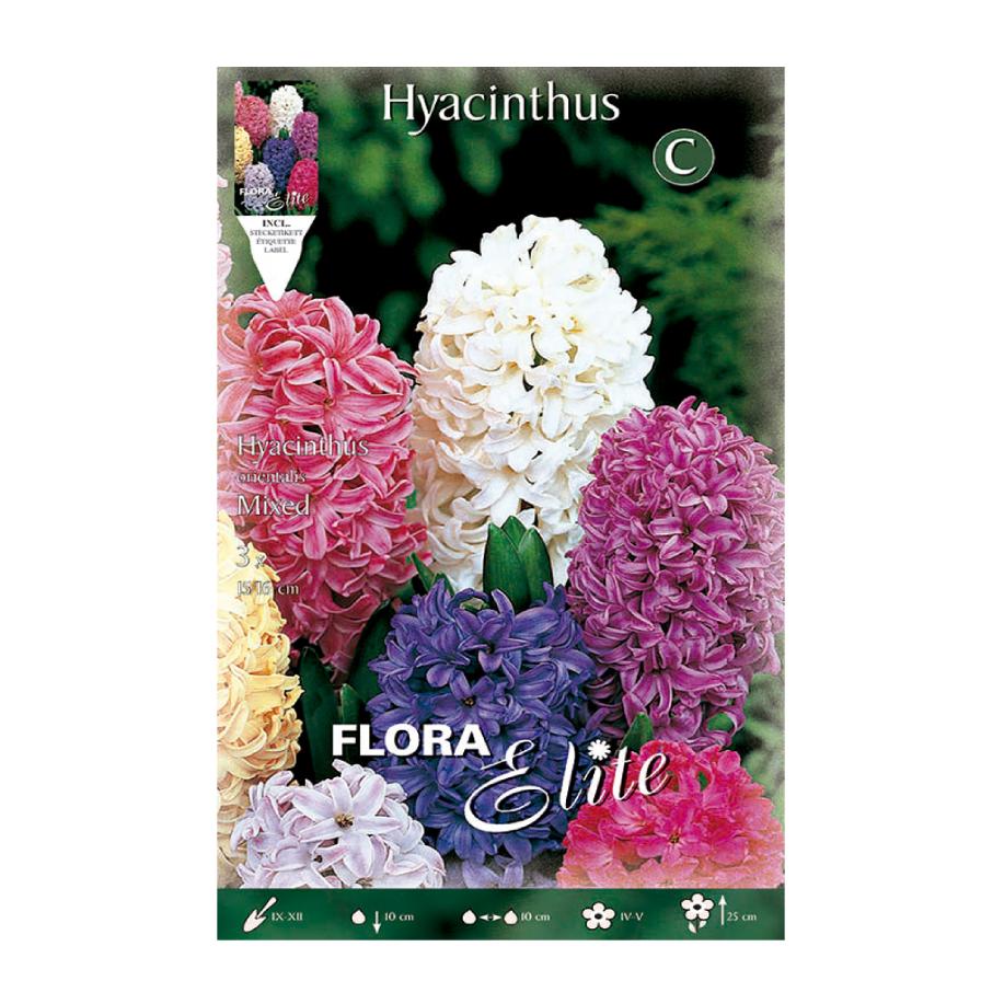 Hyacinth bulb mix, 3 pcs