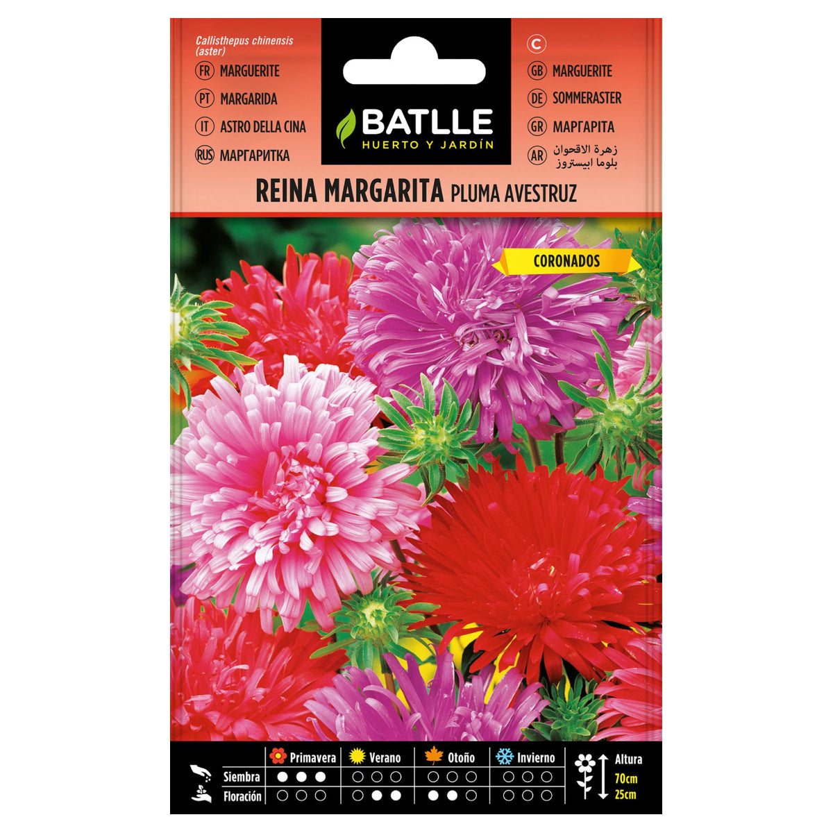 Zaden van margriet Pluma Avestruz Batlle