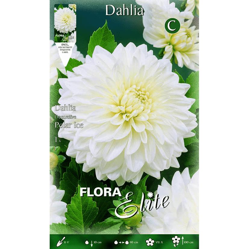 Pure witte decoratieve dahliabolletje 1 stuk