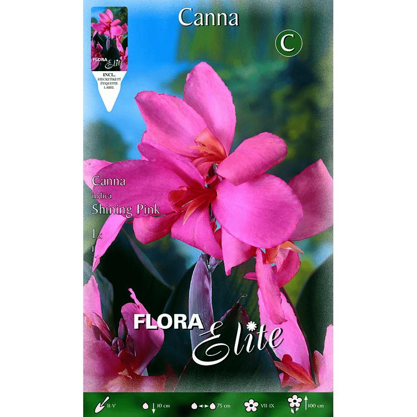 Canna-bol roze met groene bladeren 1 stuk