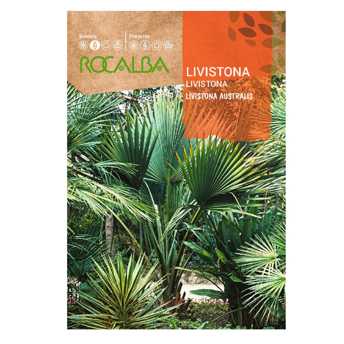 Livistona-palmzaadjes, Rocalba