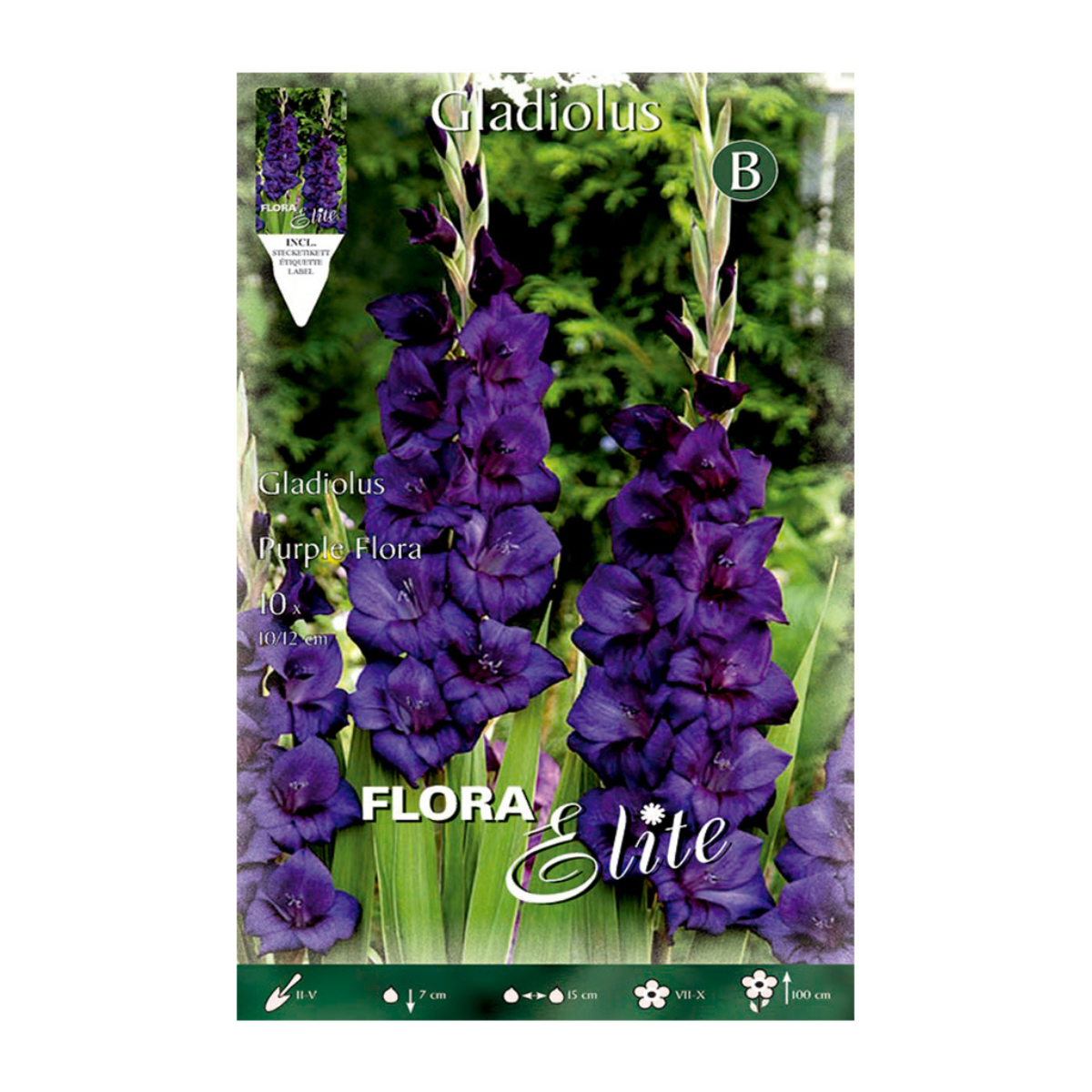 Lila gladioluslökar 10 st