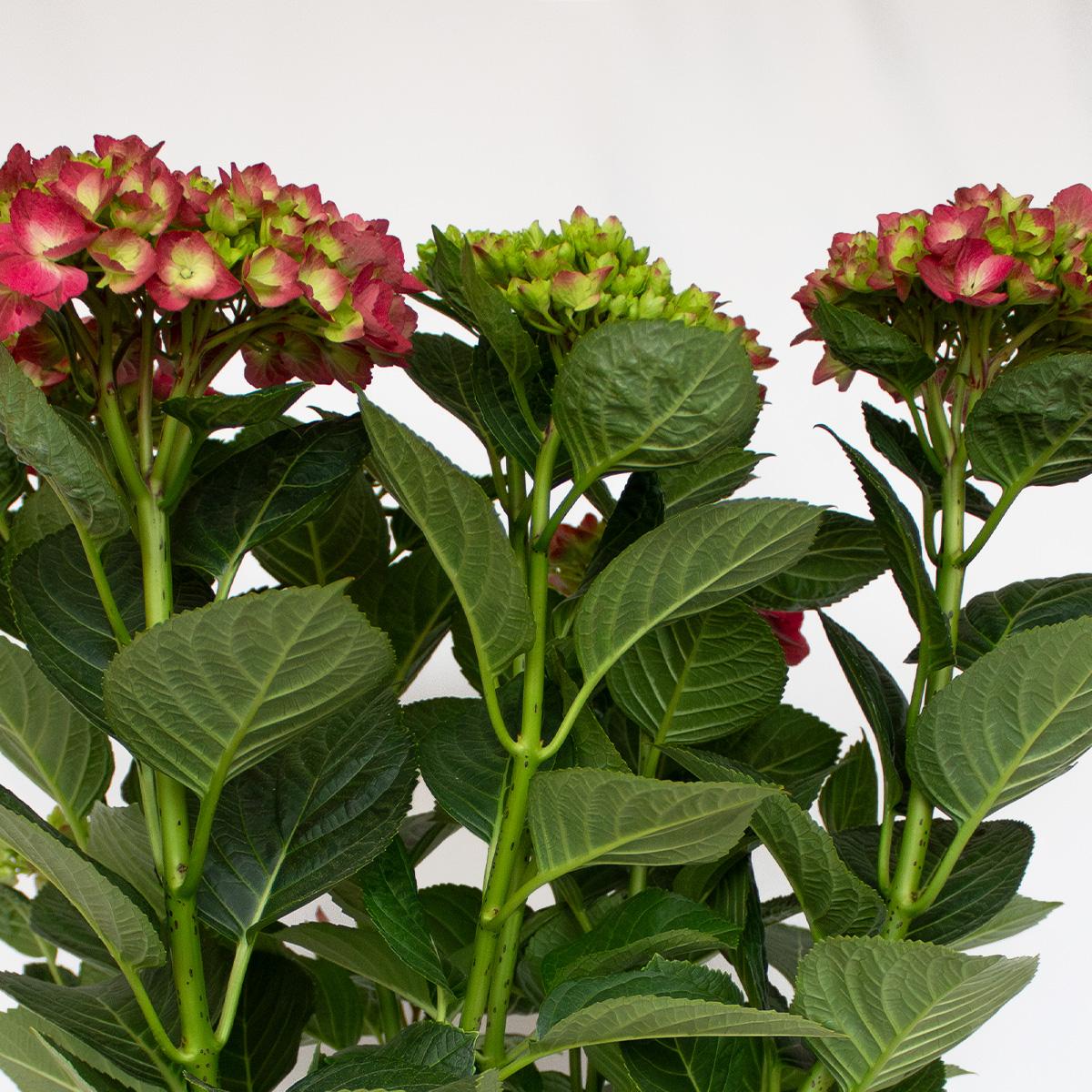 Hydrangea Fuchsia 50-60 cm