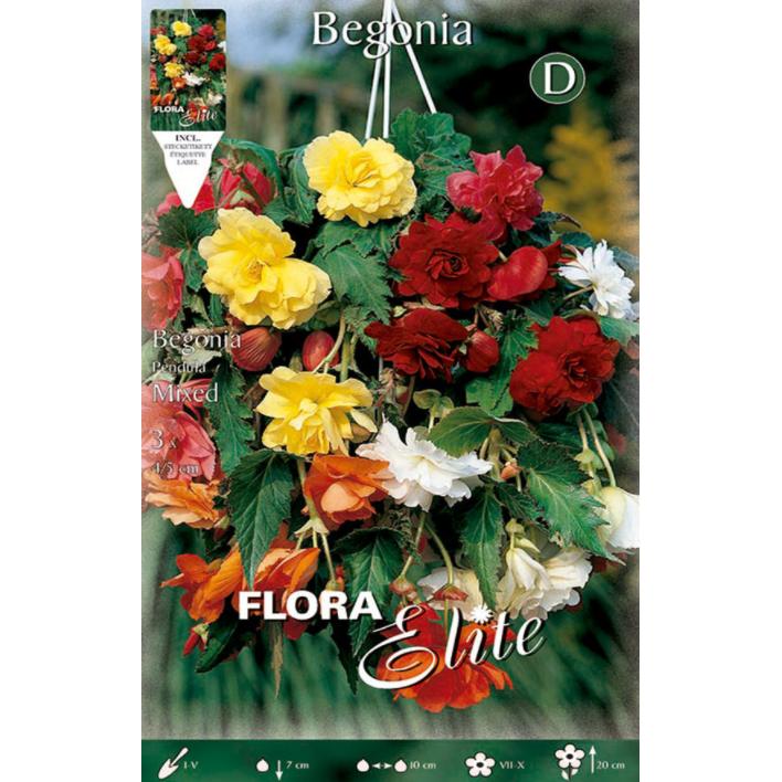 Bulbo Begonia Pendula mix 3 pz