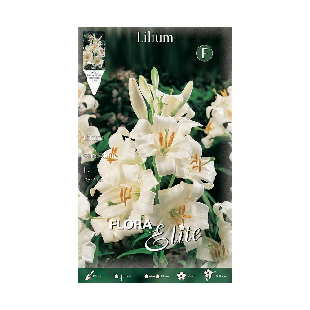 Liljepärm Lilium candicum 1 st