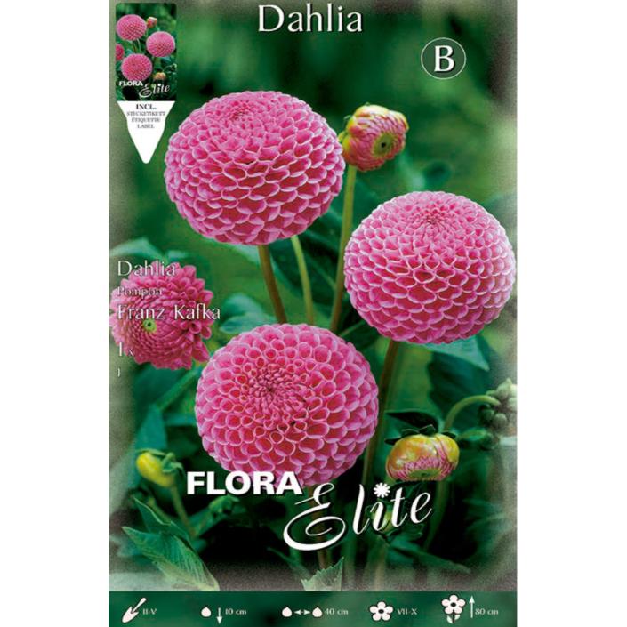 Pink Pom Pom Dahlia Bulb