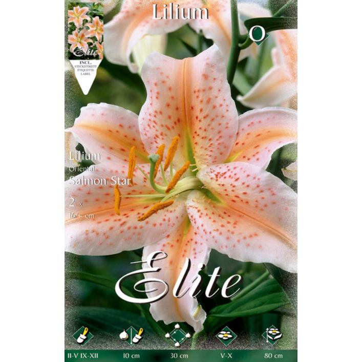 Lilium Oriental-bol, zalmkleurig Star 2 stuks