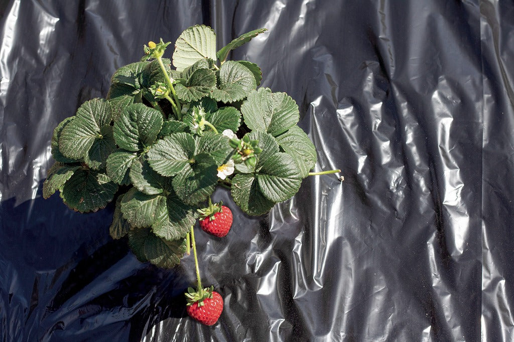 Nortene Fresafilm mulching film 1.4 x 10 m