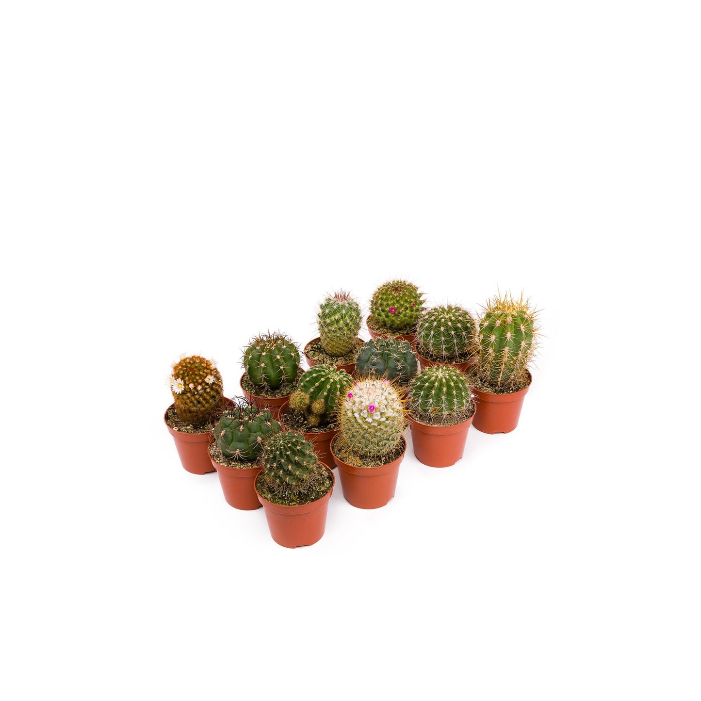 Bandeja Cactus 5.5 cm 20 und