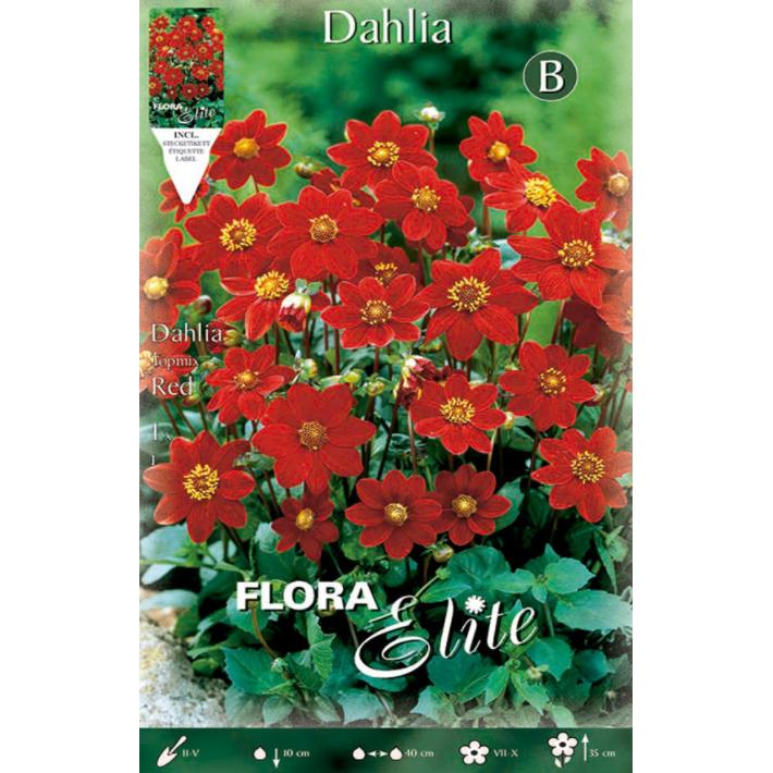 Bulbo Dalia Baby roja 1 ud