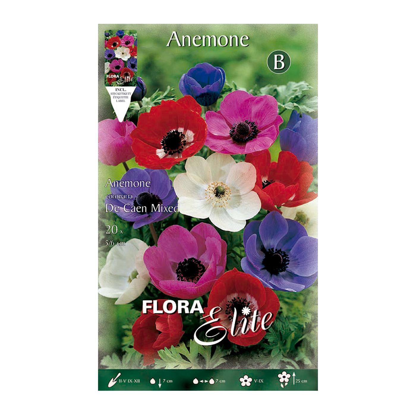Anemonenknollen aus Caen, Mischung, 20 Stück