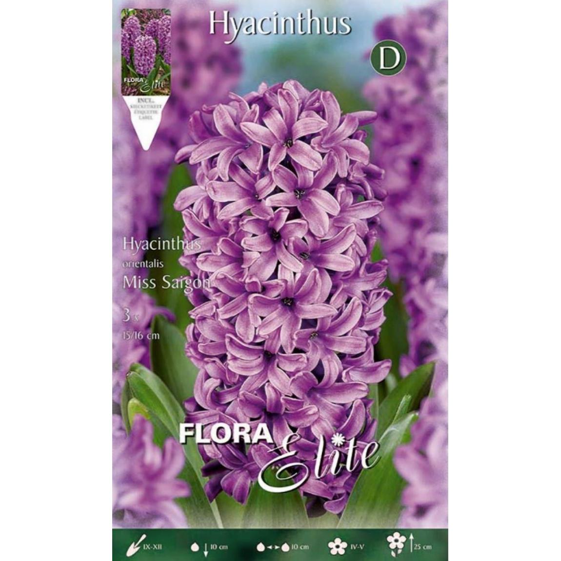 Bulbes de jacinthe violette 3 unités