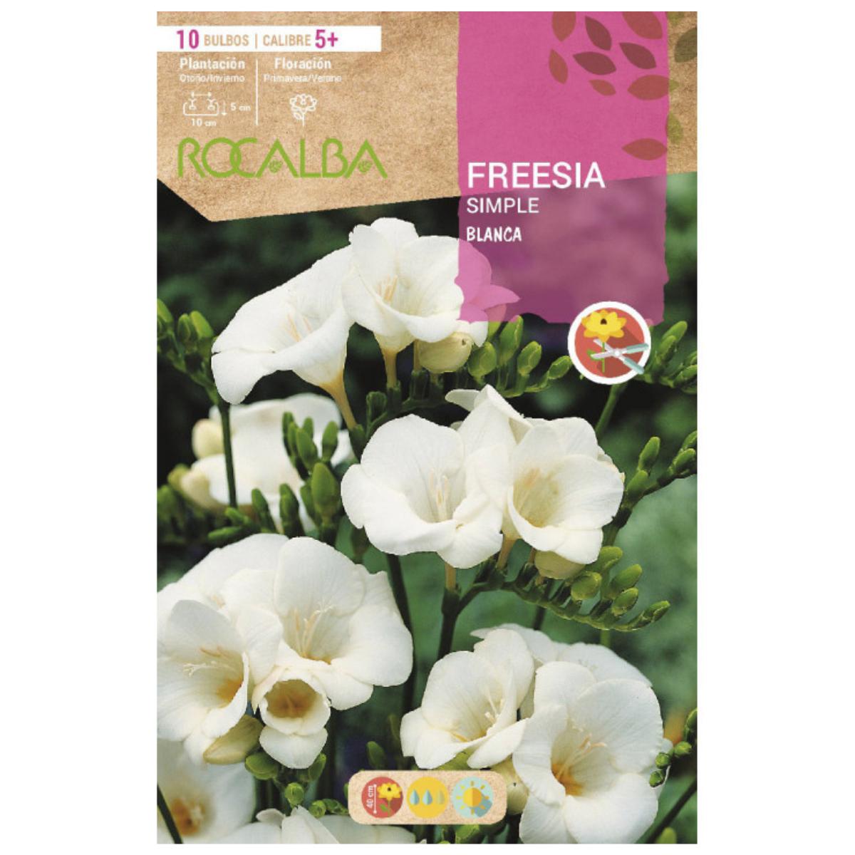 Bulbo di fresia semplice bianco 10 pezzi Rocalba
