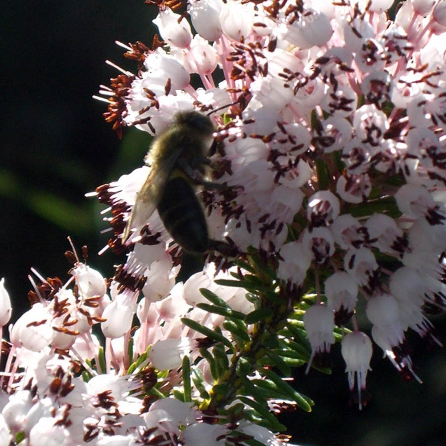 Biologische heidehoning Bona Mel, 450 g