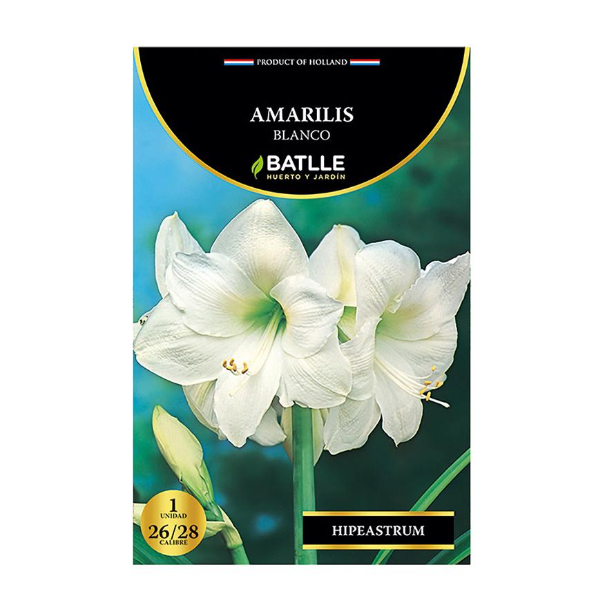 Weiße Amaryllis-Zwiebeln, 5 Stück