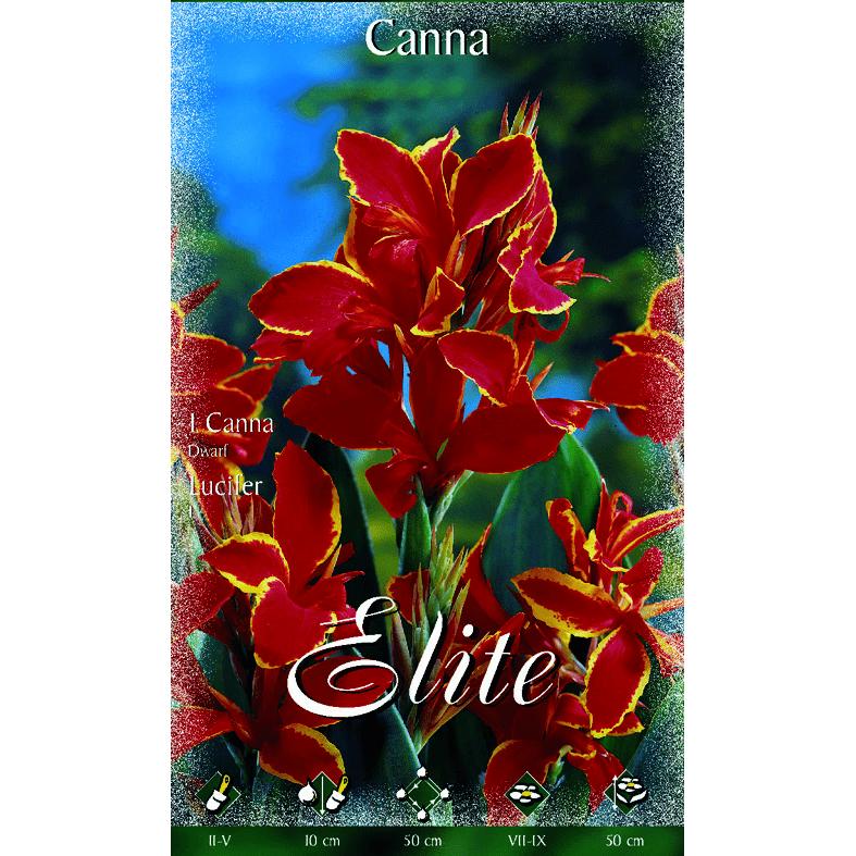 Canna-bol met rode bloemen, gele rand en donkere bladeren