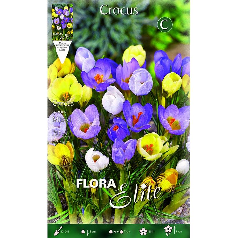 Crocus bulbs, mixed colours, 15 pcs