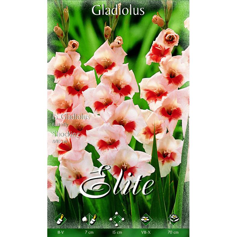 Cream-coloured gladiolus bulbs with red centres, 10 pcs