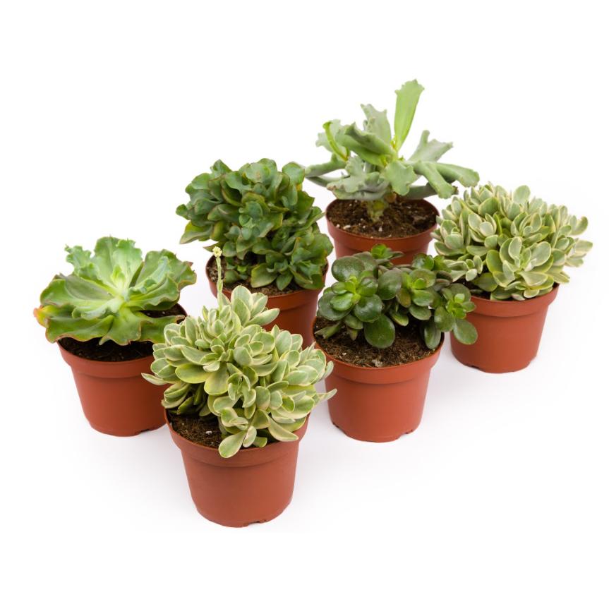 Crassulas unit 13 cm
