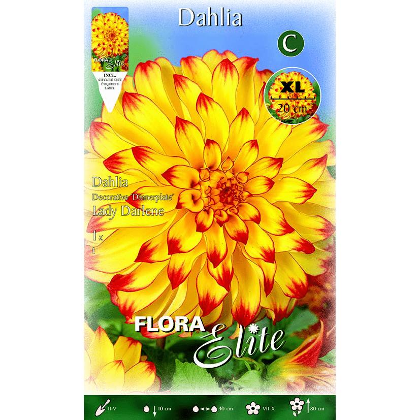 Dekorativ gul dahliaknölar med röd spets