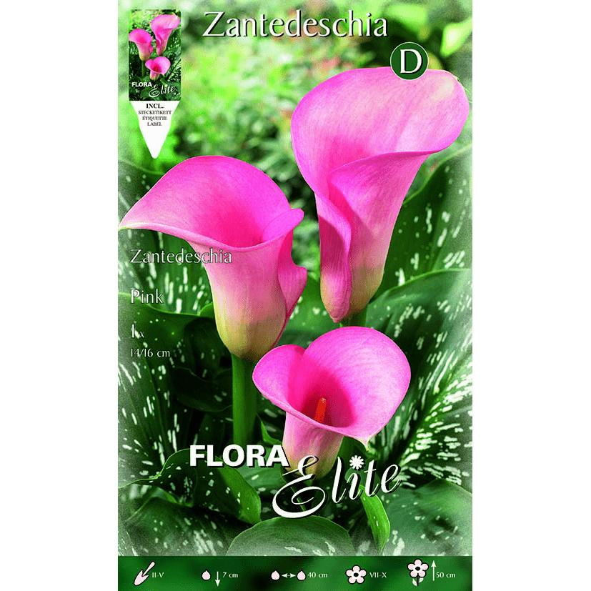 Calla-lök rosa 1 st