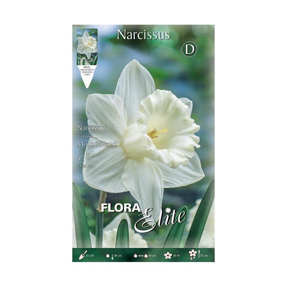Pure white trumpet daffodil bulbs, 5 pcs