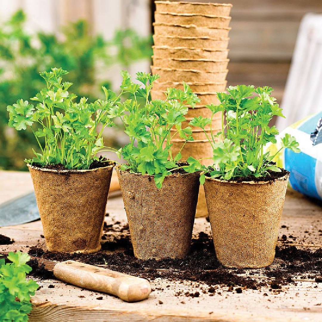 Planteuse ronde en fibre pour lits de semences Planeta Huerto 24 unités