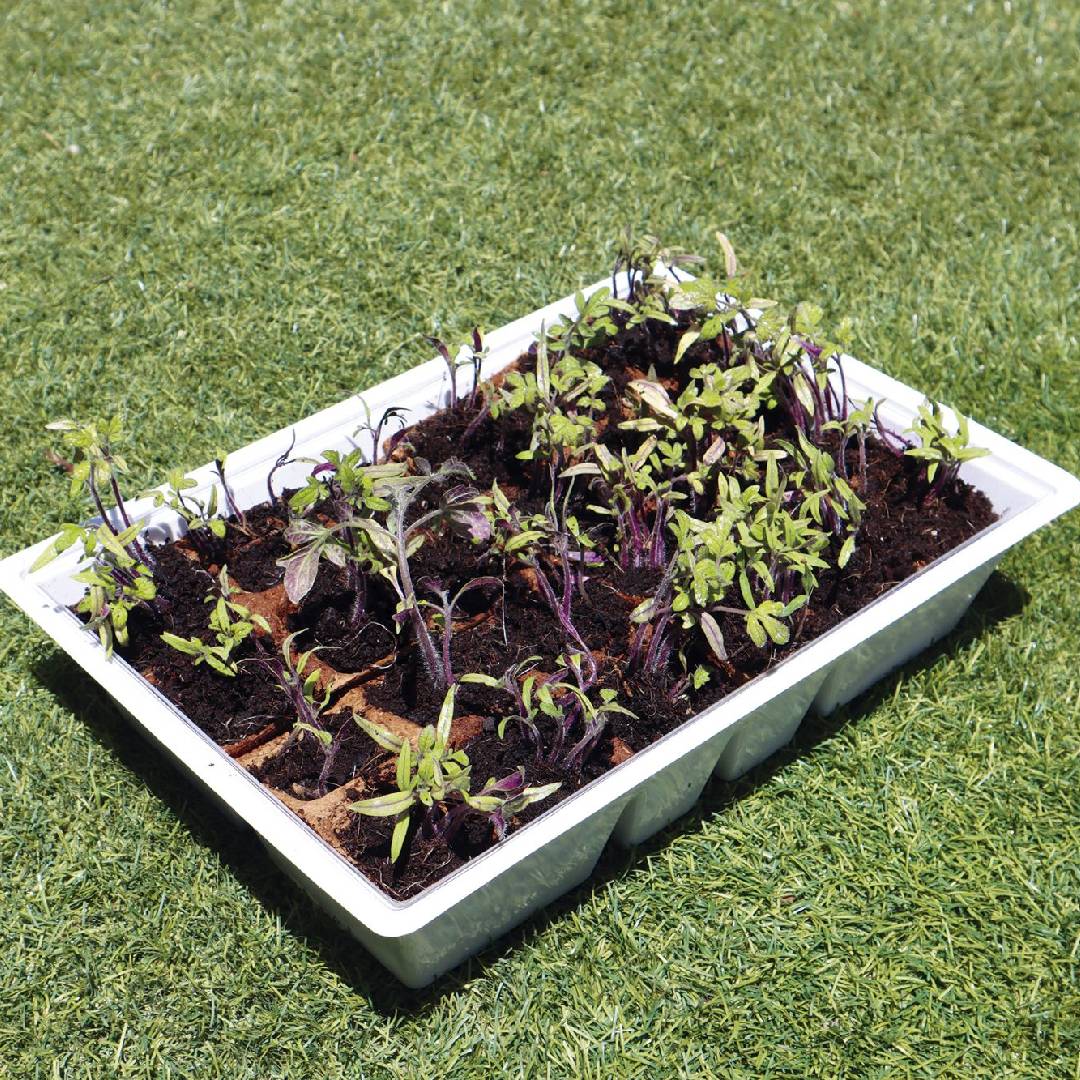 Semenzaio serra M con coperchio 4 vassoi Planeta Huerto