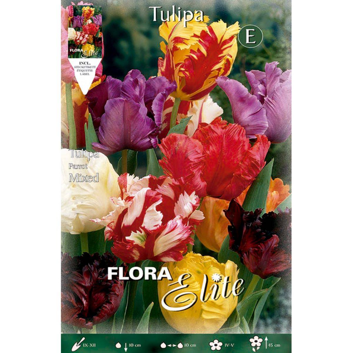 Papagayo Tulip Bulb Mix 7 pcs