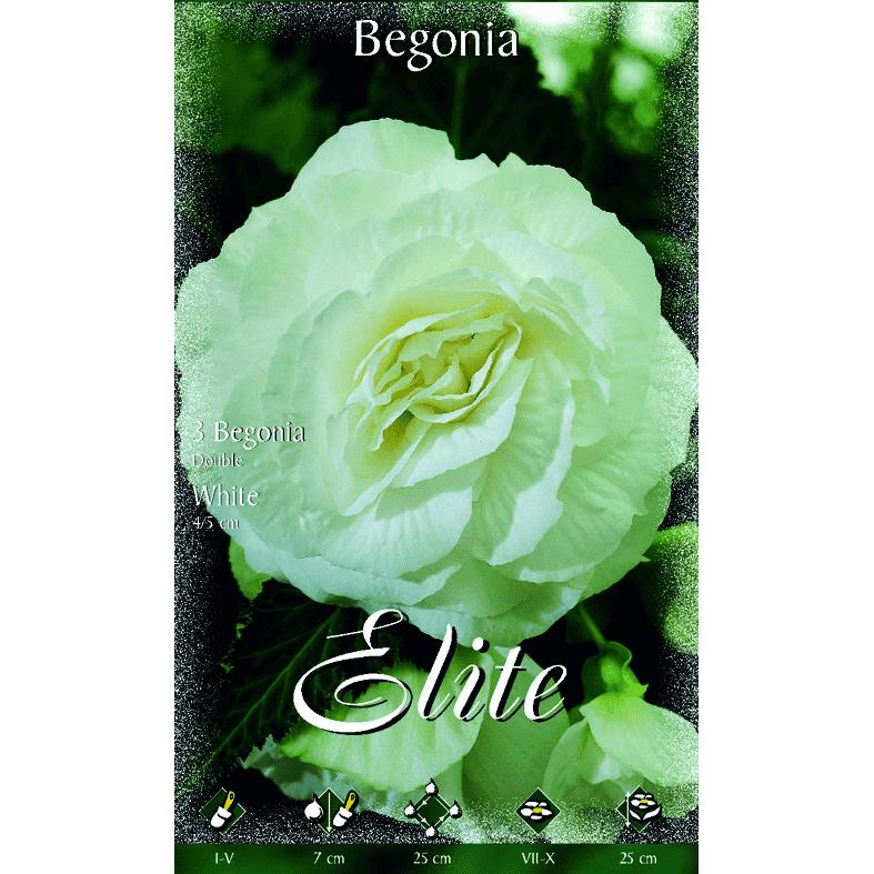 Dubbele witte begonia-bol 3 stuks