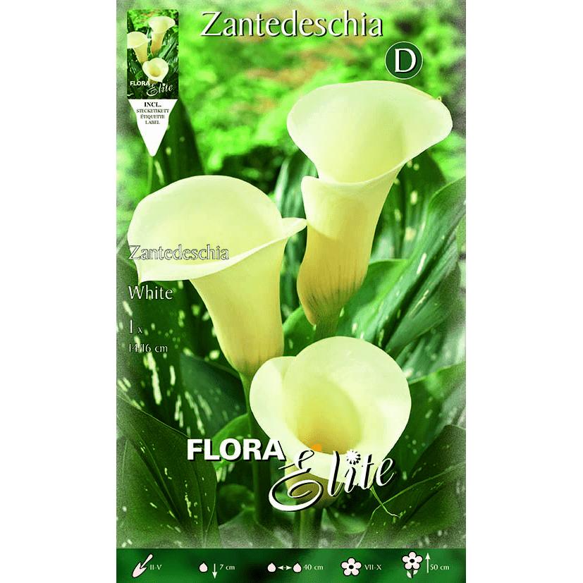 Bulbe de calla blanc 1 unité