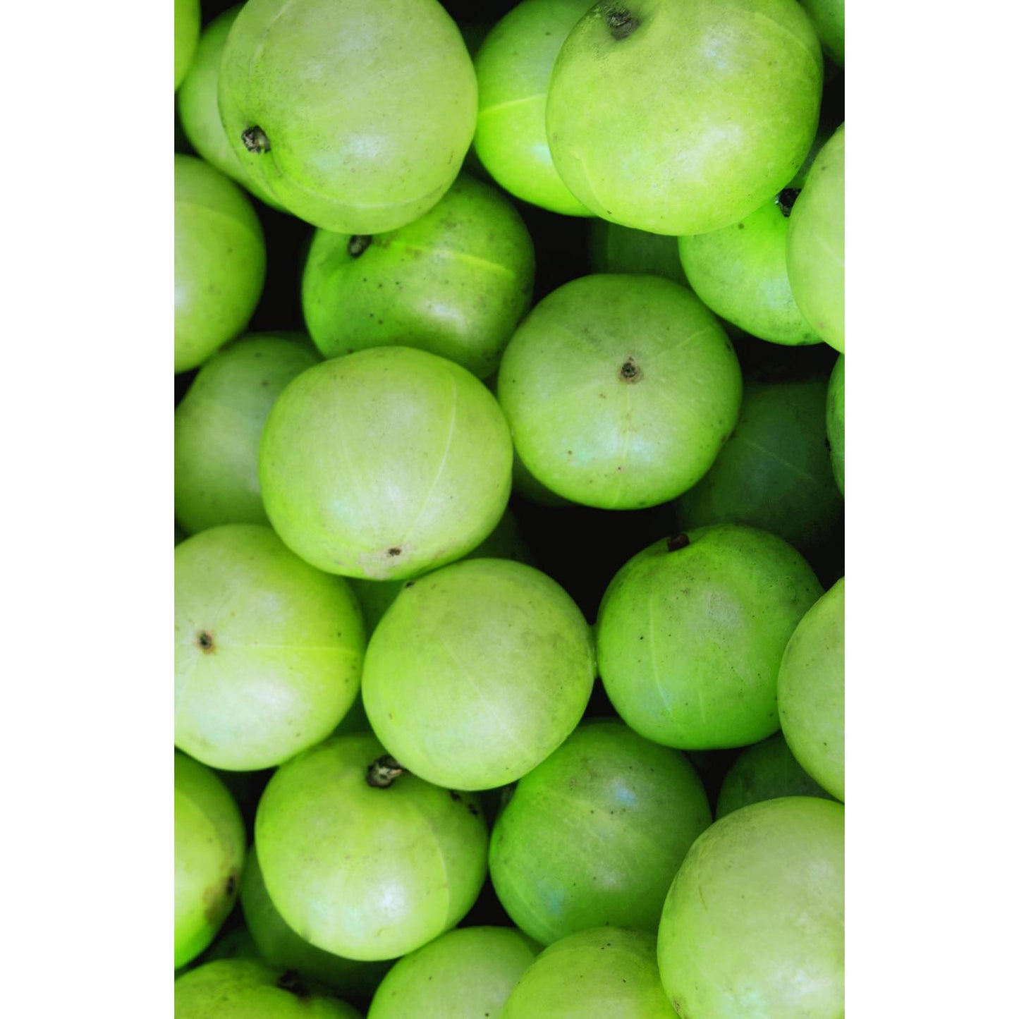 Pack of 2 Amla Volume Shampoos, Khadi, 200 ml