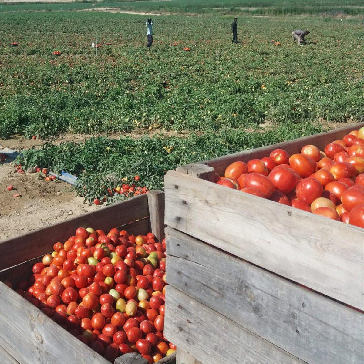 Pack 6x Sauce tomate bio maison sans sucre Ékolo 340 g