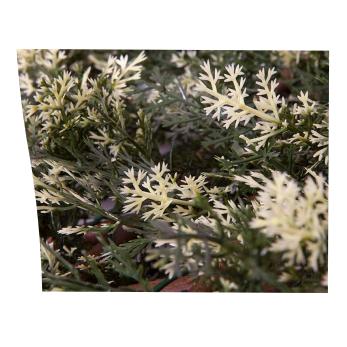 Utdragbar cypressgaller 1x1,5 m