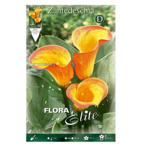Bulbo di calla giallo arancione 1 pz