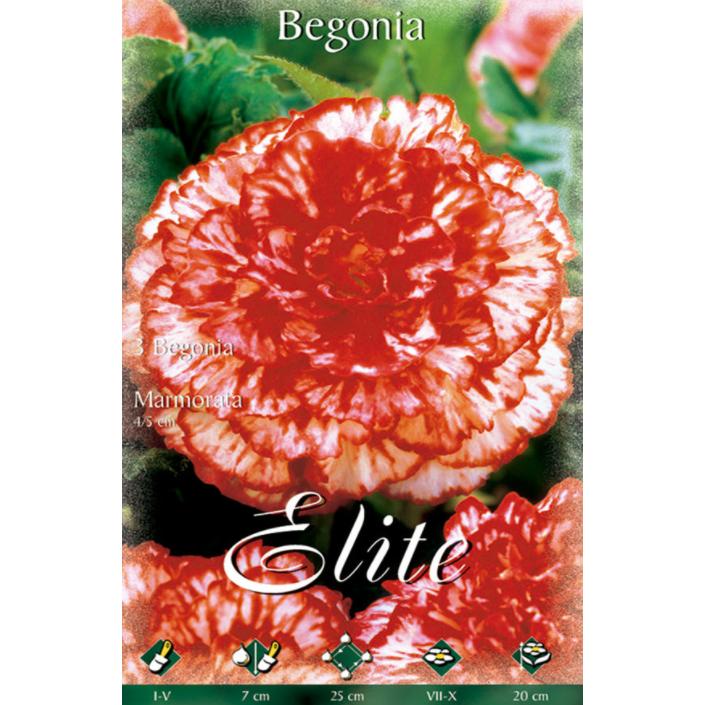 Bulbe de bégonia hybride Marmorata 3 unités