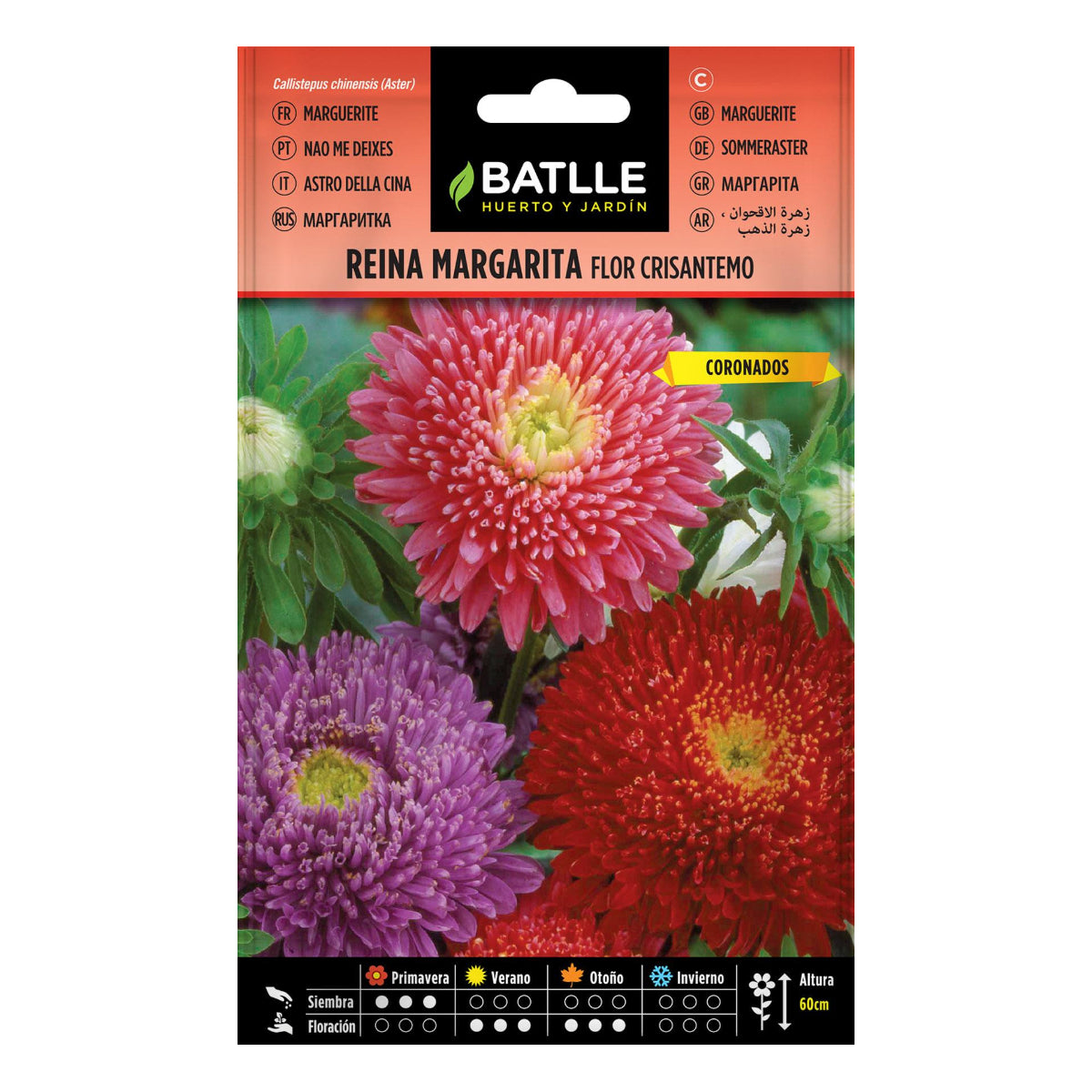Zaden van margrietbloem chrysant Batlle