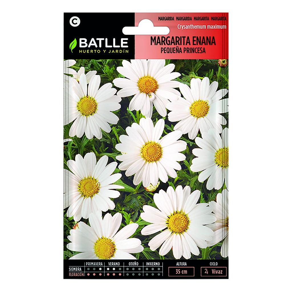Graines de marguerite naine Petite princesse Batlle